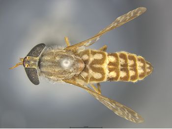 Media type: image;   Entomology 28211 Description: Specimen documentation photo of habitus dorsal viewfrom specimen MCZ:Ent:28211, captured on2025-04-30;  Aspect: habitus dorsal view